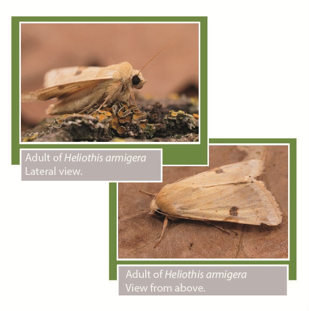 ciclo de vida Heliothis armigera